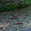 Salmoniformes im Rudel