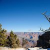 Der Baum & der Canyon