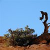 Ein Baum………………….und rote Felsen