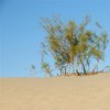 Mesquite Sand Dunes