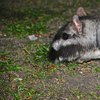 Viscacha (Unterordnung der Stachelschweinverwandten)