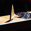 La Mariposa