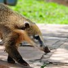 Ein Nasenbär (Nasua)