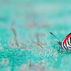 Schmetterling Nr.88