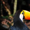 Ein Tukan (Ramphastidae)