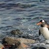  In den nördlicheren Kolonien dominiert Fisch in der Ernährung. Auch in der Endphase der Jungenaufzucht und während des Winterhalbjahres ist Fisch die Haupternährung. Eselspinguine tauchen bis zu 170 Meter tiefen, die meisten Tauchgänge sind aber nicht tiefer als 110 Meter