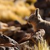 Andere Viscachas als in El Palmar