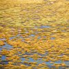 Grün und Wasser, in Bolivien eine Seltenheit